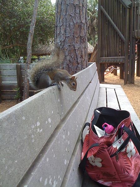 img_0352.jpg - Brave squirrel