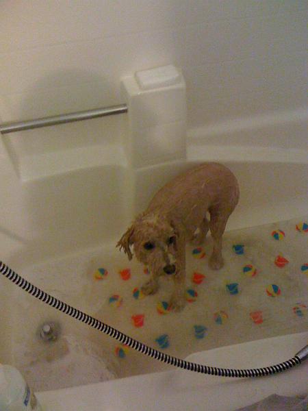img_1200.jpg - camp dog gets a bath!