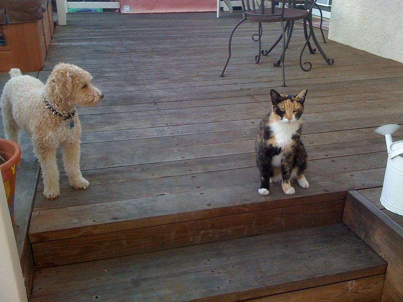img_1256.jpg - Our long-lost cat Ladybug returns for a visit