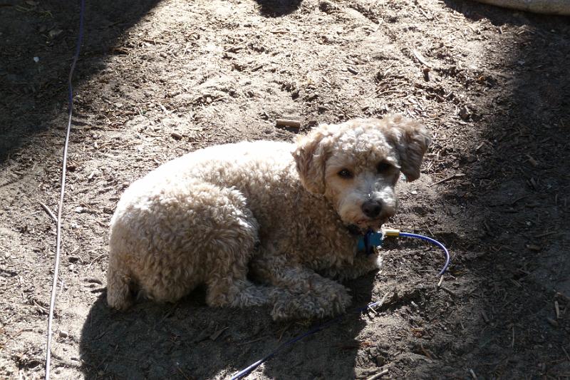 p1050312.jpg - Dirt dog