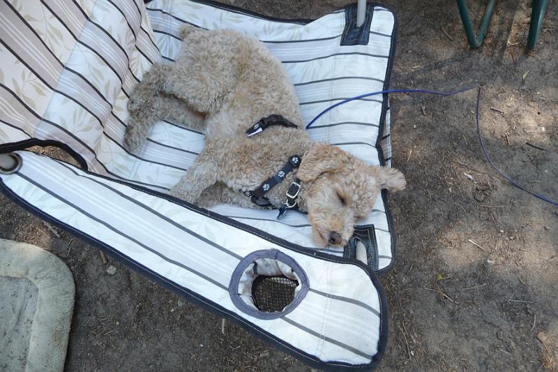 p1050350.jpg - Pooped pup