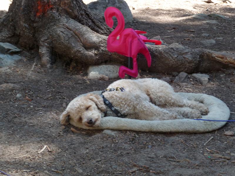 p1050464.jpg - Inflatible flamingo watching over Rocky